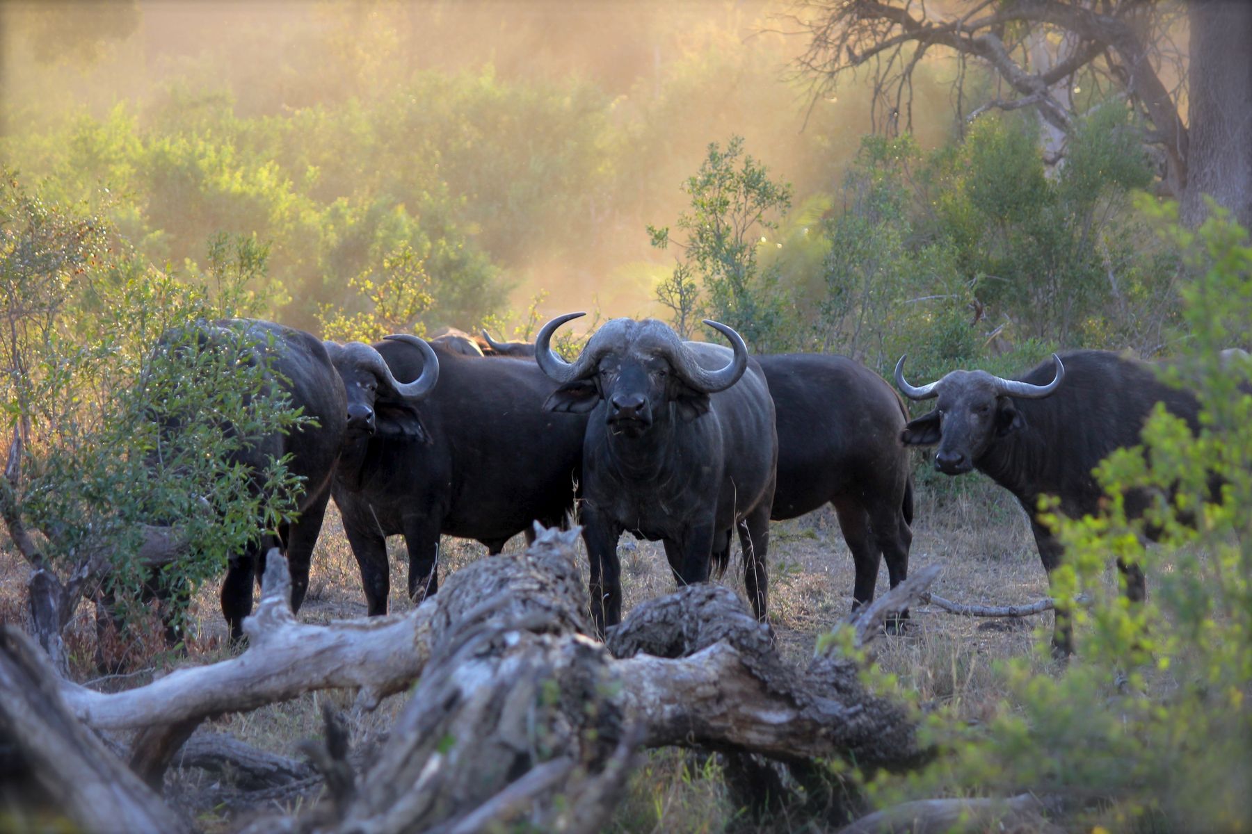 Cape buffalo herd standing in thick bush on the Zambezi Delta concession, Mozambique
