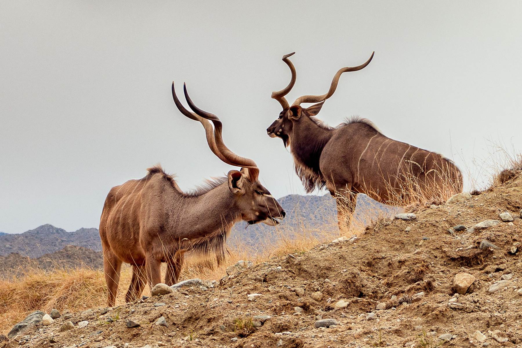 Two greater kudu bulls on a rocky hillside in the Limpopo bushveld, South Africa