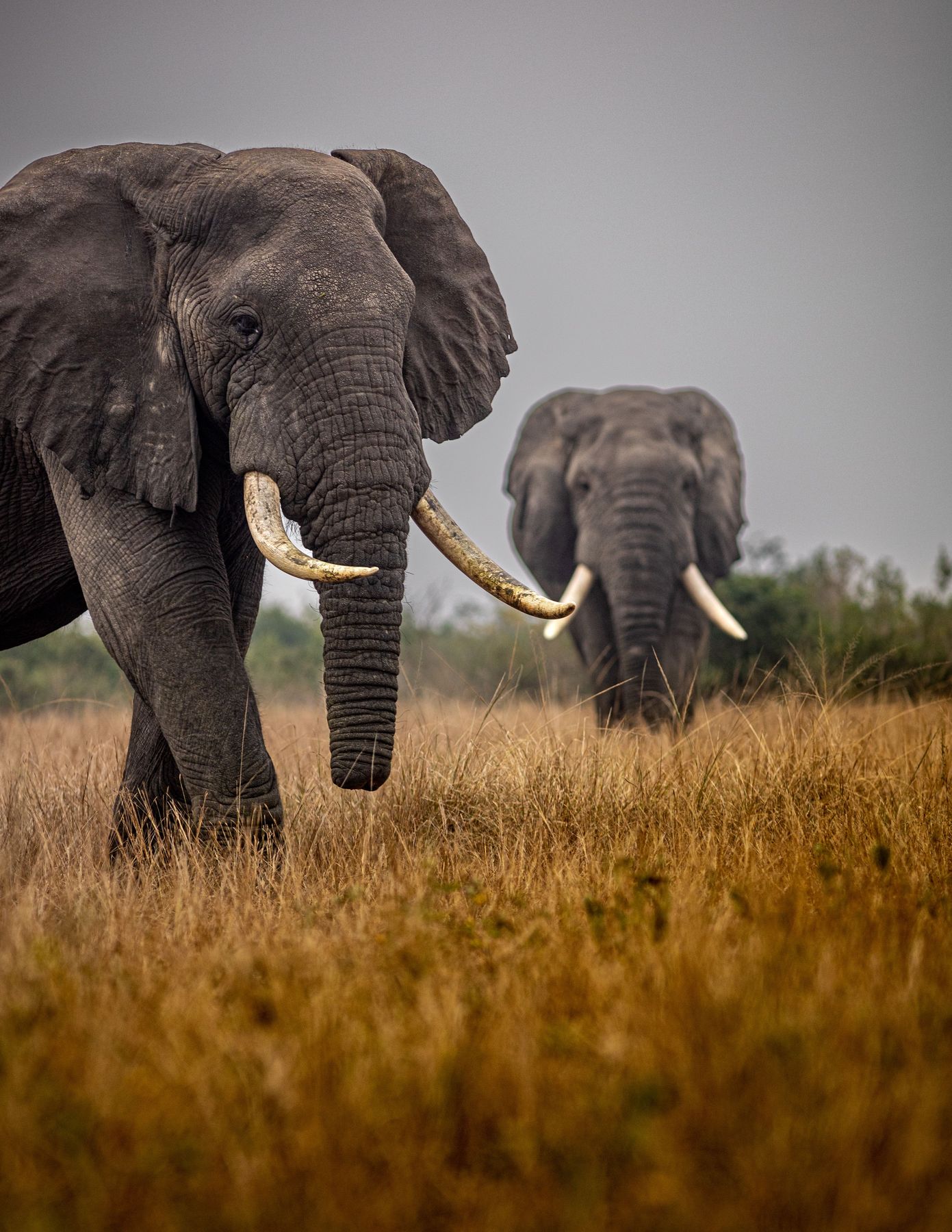 Two free-range bull elephant in the Nhoro Safaris hunting area, Zimbabwe