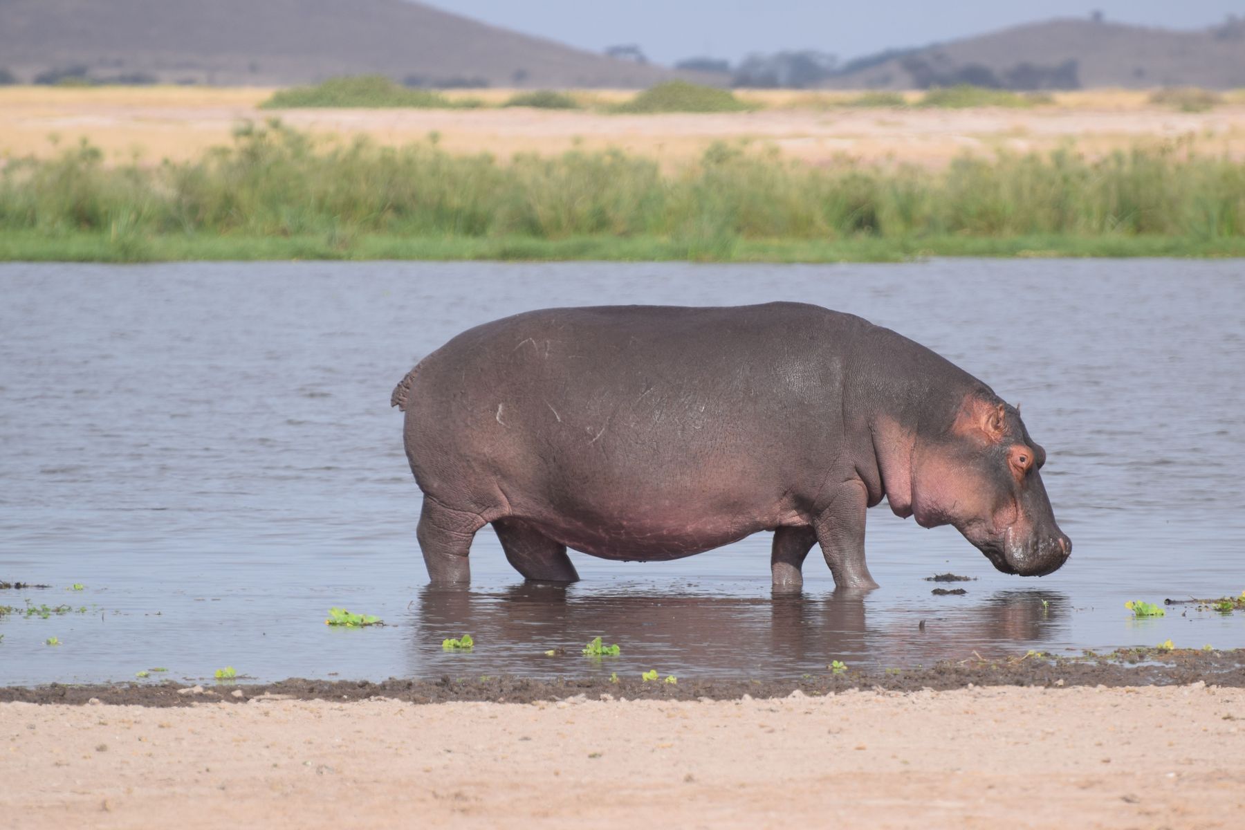 Old hippo bull standing in the shallows of the Zambezi River, Zimbabwe