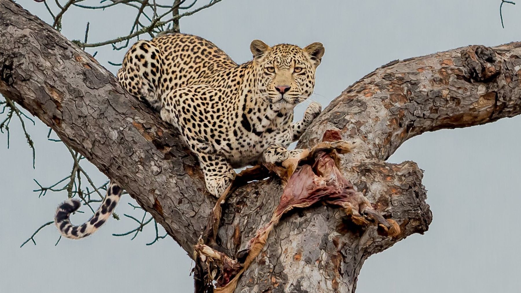 Mature male leopard taken over bait in riverine country in Zimbabwe with Nhoro Safaris